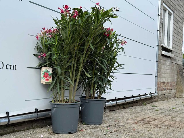2x oleander rood - nerium oleander - hoogte ca. 100 cm - afbeelding 3 van  3
