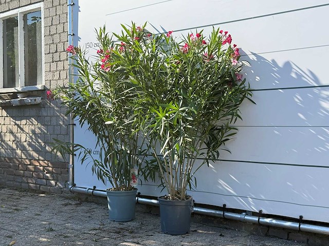 2x oleander rood - nerium oleander - hoogte ca. 140 cm - afbeelding 2 van  4