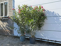 2x oleander rood - nerium oleander - hoogte ca. 140 cm - afbeelding 2 van  4