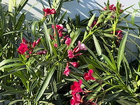 2x oleander rood - nerium oleander - hoogte ca. 140 cm - afbeelding 4 van  4