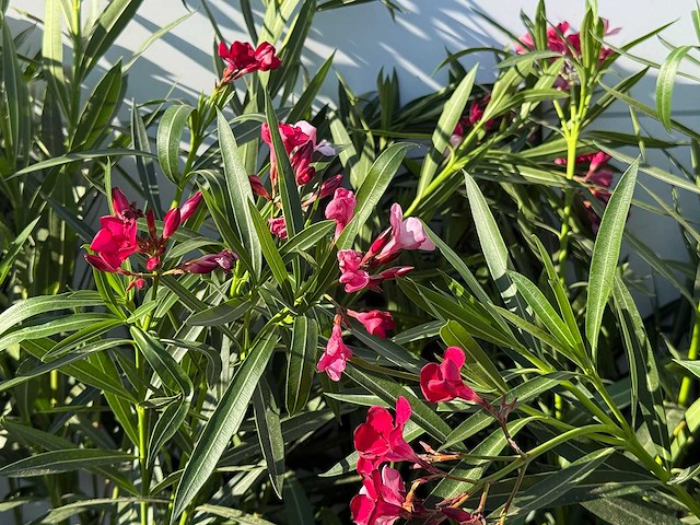 2x oleander rood - nerium oleander - hoogte ca. 140 cm - afbeelding 4 van  4
