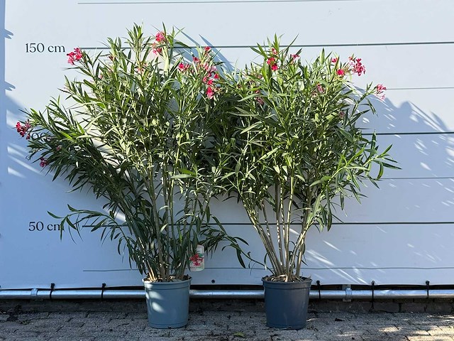 2x oleander rood - nerium oleander - hoogte ca. 140 cm - afbeelding 1 van  4