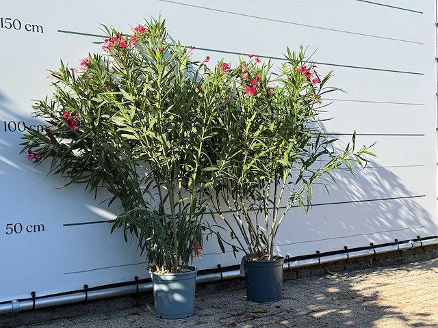 2x oleander rood - nerium oleander - hoogte ca. 140 cm - afbeelding 3 van  4
