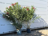 2x oleander rood - nerium oleander - hoogte ca. 140 cm - afbeelding 3 van  4