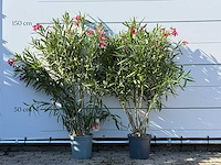 2x oleander rood - nerium oleander - hoogte ca. 140 cm - afbeelding 1 van  4