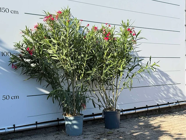 2x oleander rood - nerium oleander - hoogte ca. 140 cm - afbeelding 3 van  4