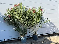 2x oleander rood - nerium oleander - hoogte ca. 140 cm - afbeelding 3 van  4