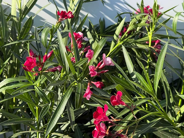 2x oleander rood - nerium oleander - hoogte ca. 140 cm - afbeelding 4 van  4