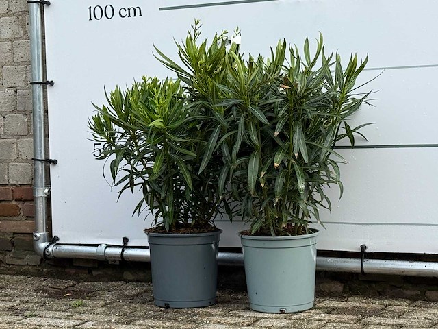 2x oleander rood - nerium oleander - hoogte ca. 70 cm - afbeelding 2 van  4