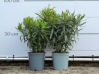 2x oleander rood - nerium oleander - hoogte ca. 70 cm - afbeelding 1 van  4
