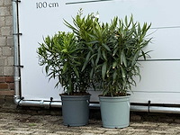2x oleander rood - nerium oleander - hoogte ca. 70 cm - afbeelding 2 van  4