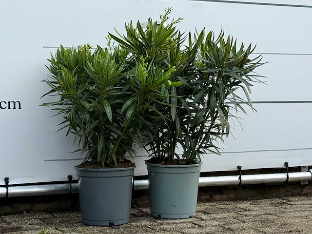 2x oleander rood - nerium oleander - hoogte ca. 70 cm - afbeelding 3 van  4