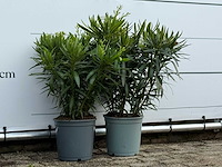 2x oleander rood - nerium oleander - hoogte ca. 70 cm - afbeelding 3 van  4