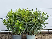 2x oleander rood - nerium oleander - hoogte ca. 70 cm - afbeelding 4 van  4