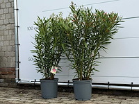 2x oleander roze - nerium oleander - hoogte ca. 100 cm - afbeelding 2 van  5