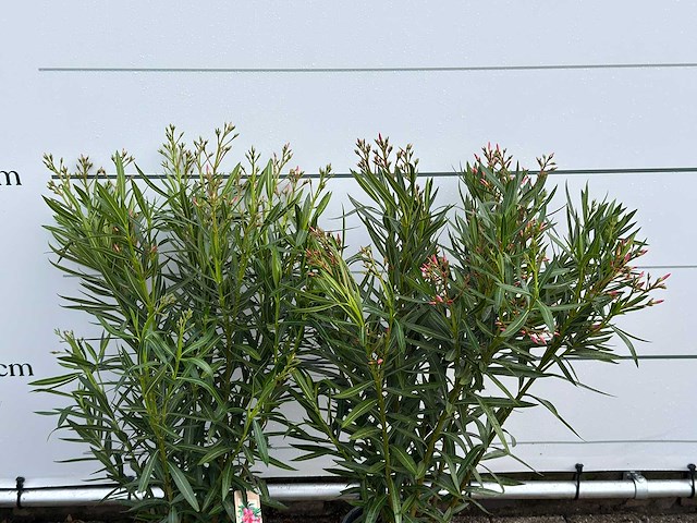 2x oleander roze - nerium oleander - hoogte ca. 100 cm - afbeelding 5 van  5