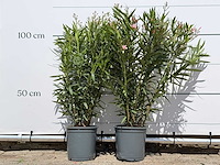 2x oleander roze - nerium oleander - hoogte ca. 100 cm - afbeelding 2 van  6