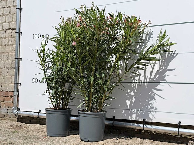 2x oleander roze - nerium oleander - hoogte ca. 100 cm - afbeelding 3 van  6