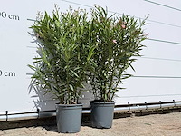 2x oleander roze - nerium oleander - hoogte ca. 100 cm - afbeelding 4 van  6