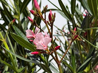 2x oleander roze - nerium oleander - hoogte ca. 100 cm - afbeelding 5 van  6