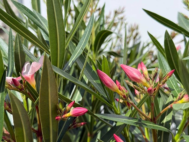 2x oleander roze - nerium oleander - hoogte ca. 100 cm - afbeelding 6 van  6