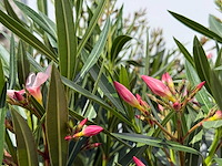 2x oleander roze - nerium oleander - hoogte ca. 100 cm - afbeelding 6 van  6