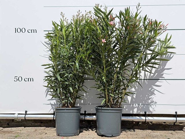 2x oleander roze - nerium oleander - hoogte ca. 100 cm - afbeelding 1 van  5