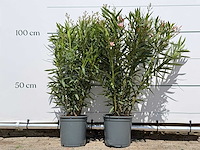 2x oleander roze - nerium oleander - hoogte ca. 100 cm - afbeelding 1 van  5