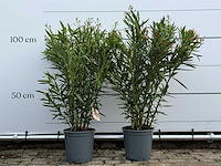 2x oleander roze - nerium oleander - hoogte ca. 100 cm - afbeelding 1 van  5