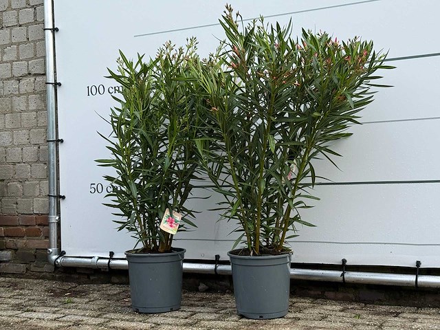 2x oleander roze - nerium oleander - hoogte ca. 100 cm - afbeelding 2 van  5