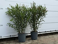 2x oleander roze - nerium oleander - hoogte ca. 100 cm - afbeelding 3 van  5