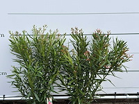 2x oleander roze - nerium oleander - hoogte ca. 100 cm - afbeelding 5 van  5