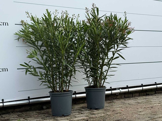 2x oleander roze - nerium oleander - hoogte ca. 100 cm - afbeelding 3 van  5