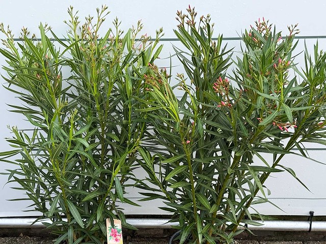 2x oleander roze - nerium oleander - hoogte ca. 100 cm - afbeelding 4 van  5