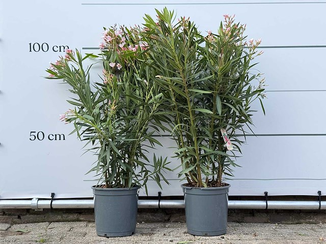 2x oleander roze - nerium oleander - hoogte ca. 100 cm - afbeelding 1 van  2