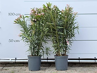 2x oleander roze - nerium oleander - hoogte ca. 100 cm - afbeelding 1 van  2