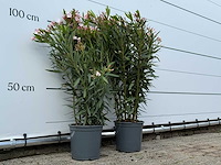 2x oleander roze - nerium oleander - hoogte ca. 100 cm - afbeelding 2 van  2