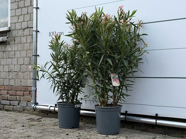 2x oleander roze - nerium oleander - hoogte ca. 100 cm - afbeelding 2 van  3