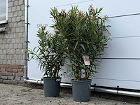 2x oleander roze - nerium oleander - hoogte ca. 100 cm - afbeelding 2 van  3