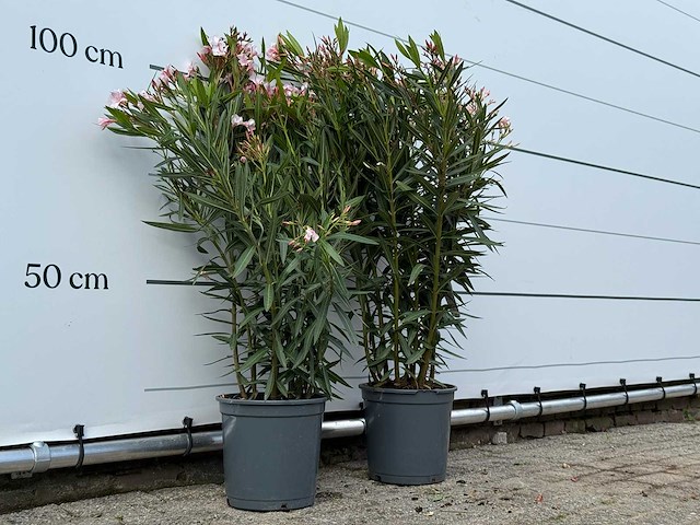 2x oleander roze - nerium oleander - hoogte ca. 100 cm - afbeelding 3 van  3