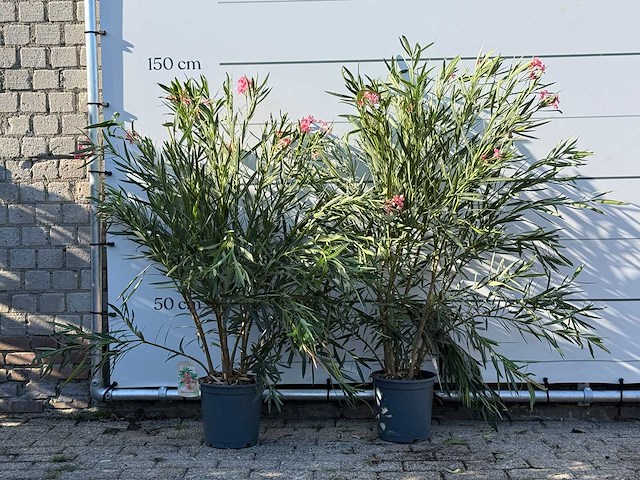 2x oleander roze - nerium oleander - hoogte ca. 140 cm - afbeelding 1 van  4