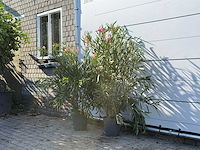 2x oleander roze - nerium oleander - hoogte ca. 140 cm - afbeelding 2 van  4