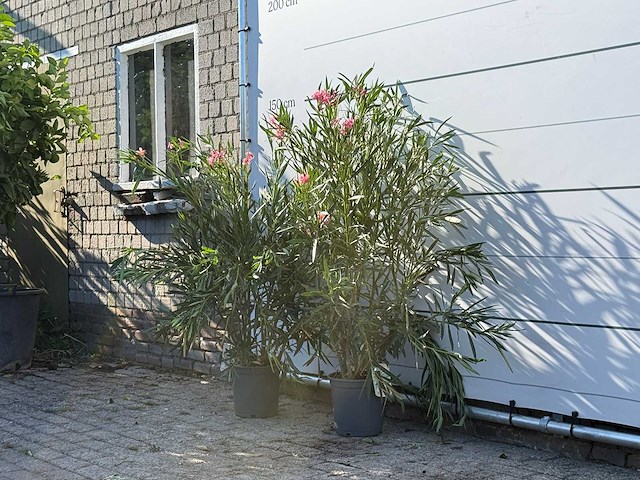 2x oleander roze - nerium oleander - hoogte ca. 140 cm - afbeelding 2 van  4