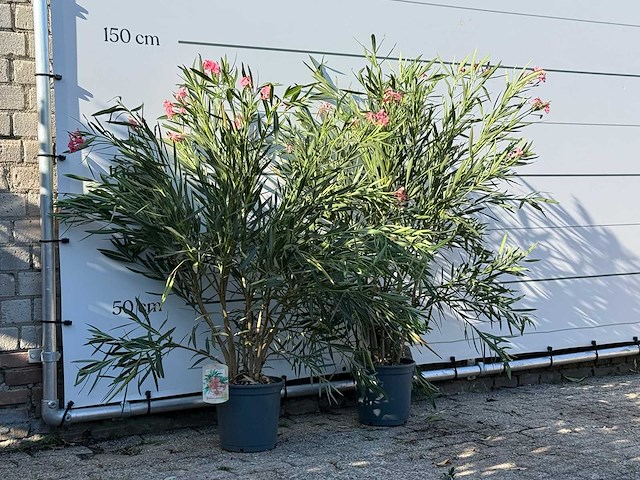 2x oleander roze - nerium oleander - hoogte ca. 140 cm - afbeelding 3 van  4
