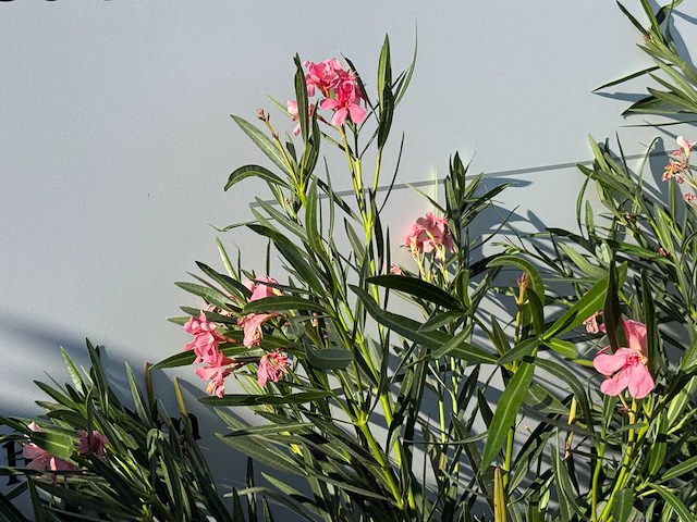 2x oleander roze - nerium oleander - hoogte ca. 140 cm - afbeelding 4 van  4