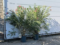 2x oleander roze - nerium oleander - hoogte ca. 140 cm - afbeelding 3 van  4