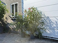 2x oleander roze - nerium oleander - hoogte ca. 140 cm - afbeelding 2 van  4