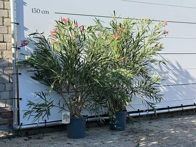 2x oleander roze - nerium oleander - hoogte ca. 140 cm - afbeelding 3 van  4