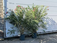 2x oleander roze - nerium oleander - hoogte ca. 140 cm - afbeelding 3 van  4