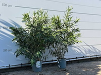 2x oleander wit - nerium oleander - hoogte ca. 140 cm - afbeelding 3 van  4